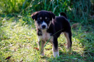 Красиві збирачі для хлопчиків цуценят. Яке ім'я вибрати собаку? Красиві збирачі для хлопчиків цуценят. Яке ім'я вибрати собаку?